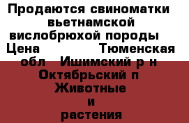 Продаются свиноматки  вьетнамской вислобрюхой породы  › Цена ­ 10 000 - Тюменская обл., Ишимский р-н, Октябрьский п. Животные и растения » Другие животные   